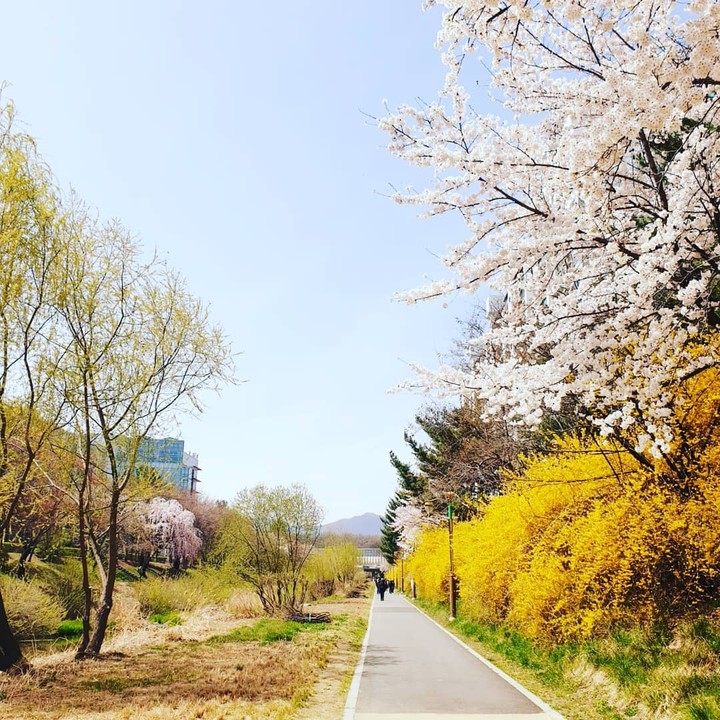 sakura