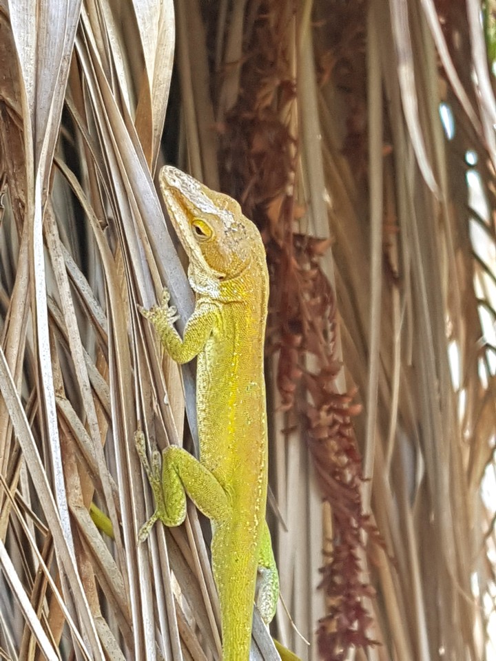 lizard