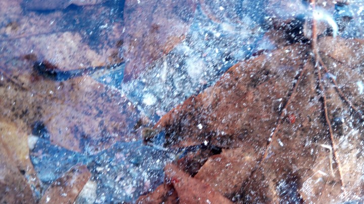 frozen leaves