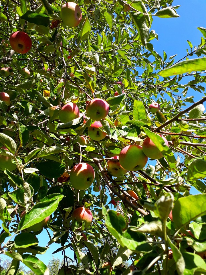 Apples