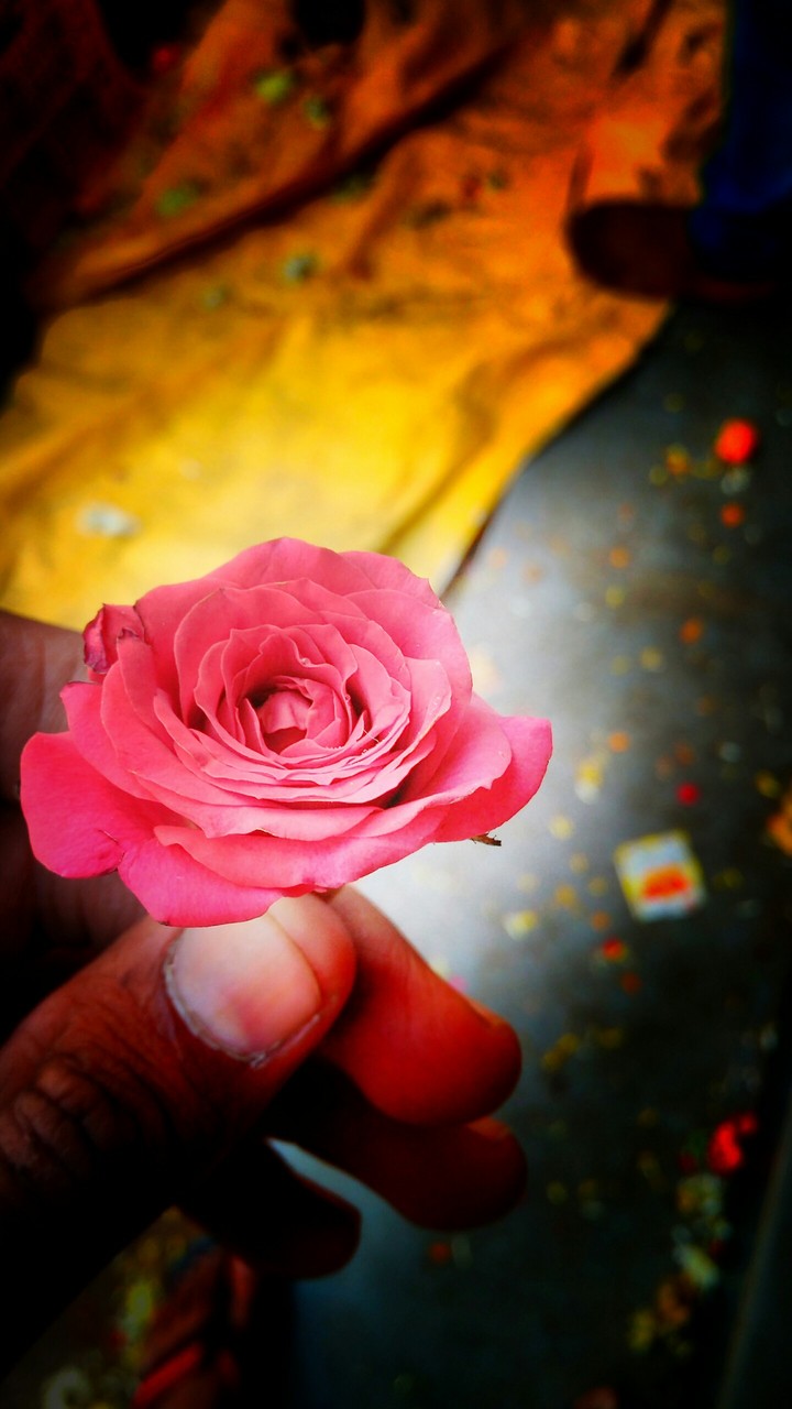 Rose
