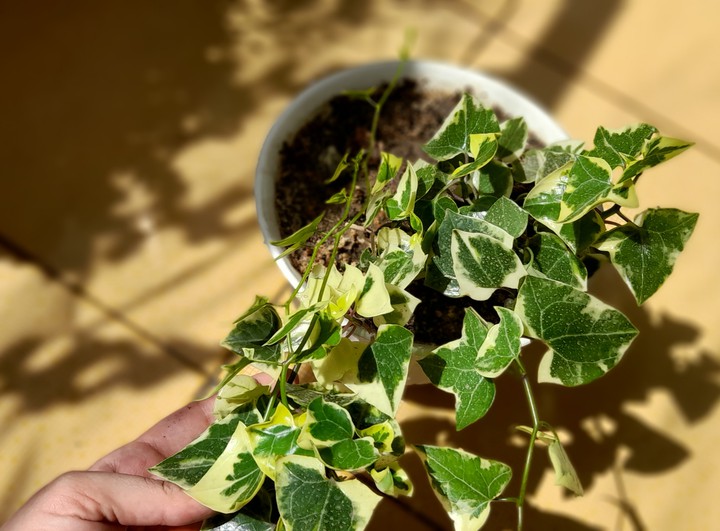 Papital plant