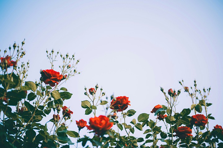 ROSES