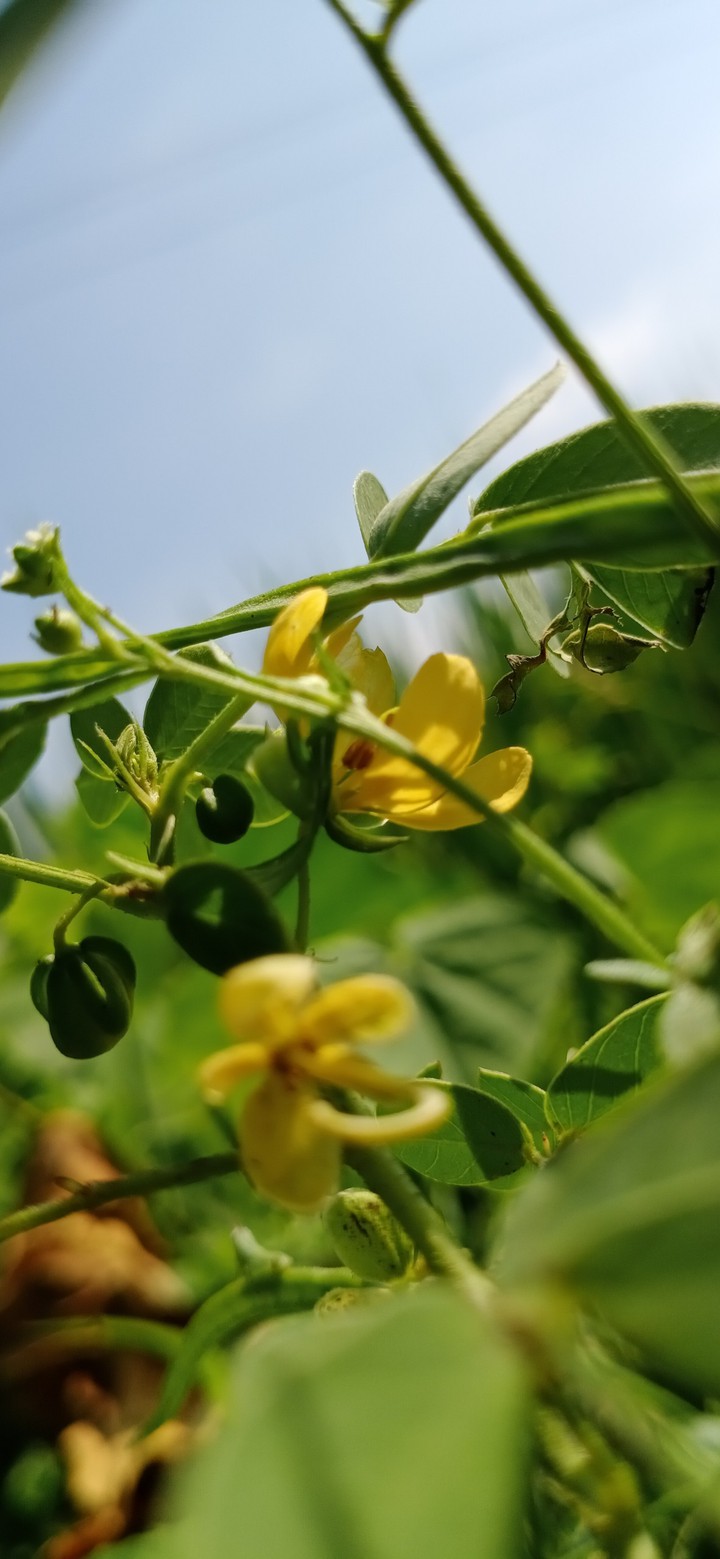 flowers
