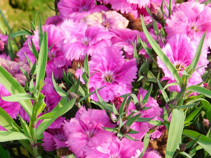 dianthus flower