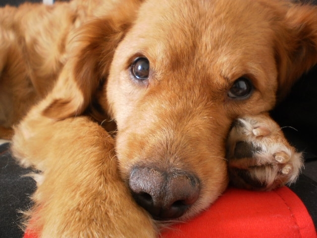 DUKE