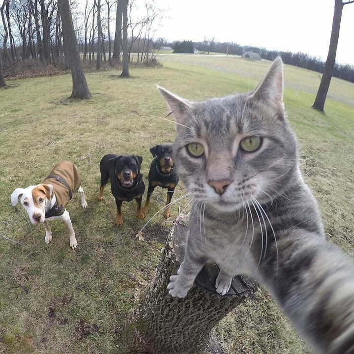 Selpi Animals