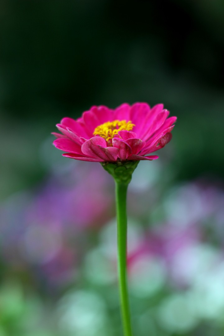 Zinnia