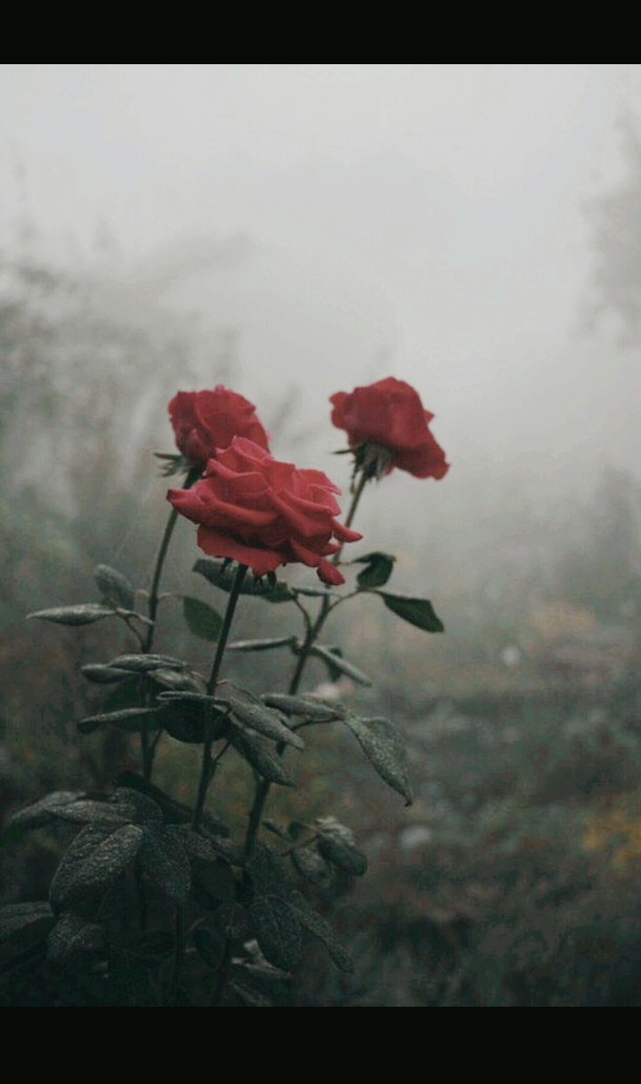 Red roses