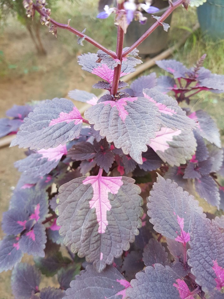 plants