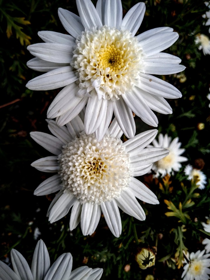 white flower