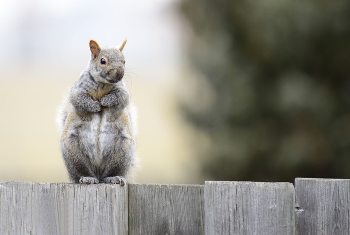 Tail, fur Hintergrundbilder