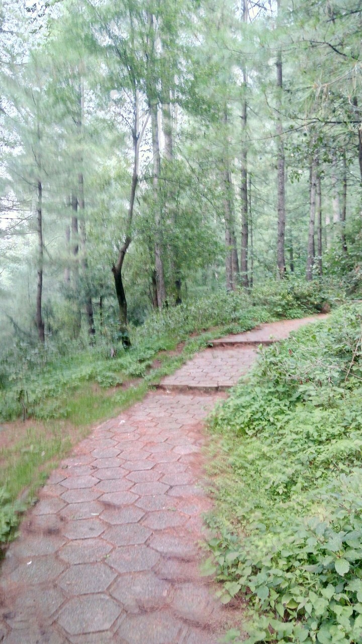 A walking track
