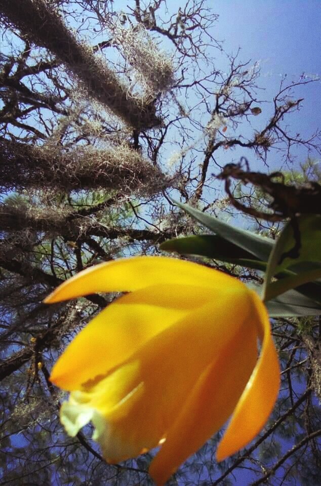 flores