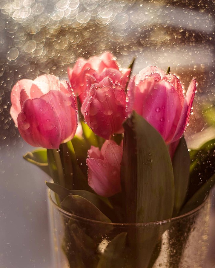 Tulip