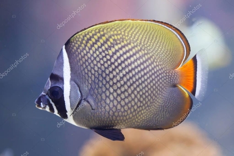 sfondi seafood, pomacentridae