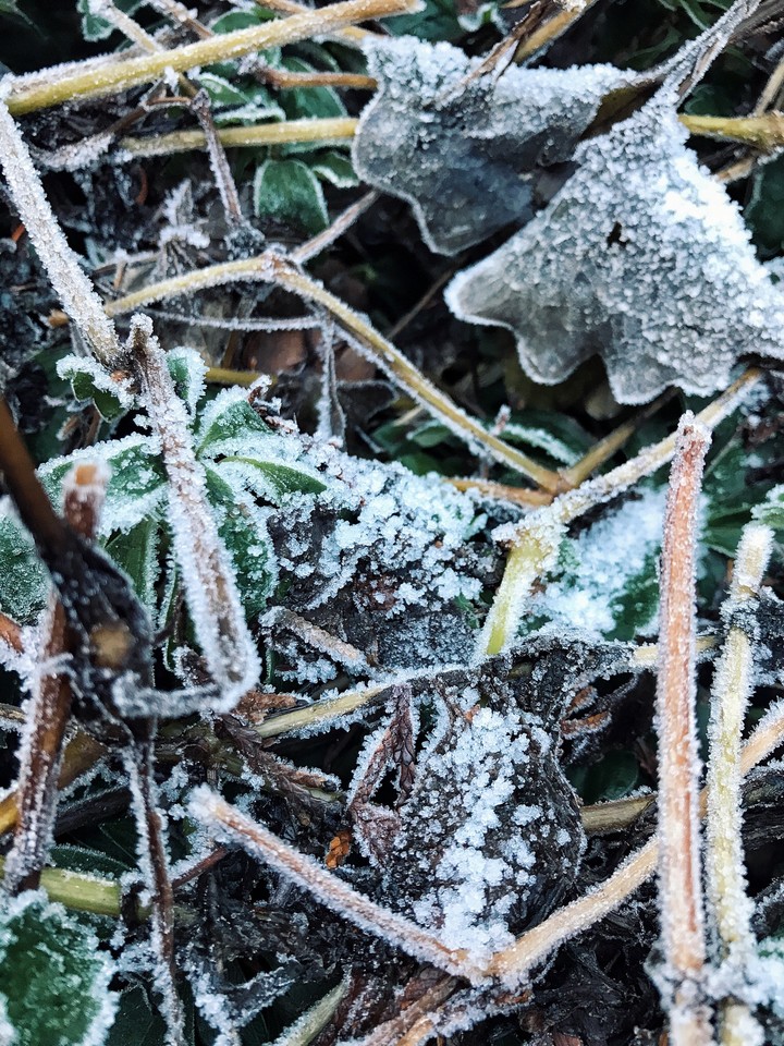 iced