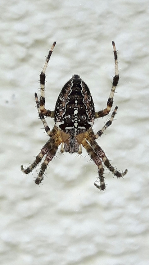 spinne