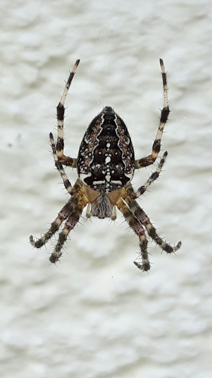 spinne