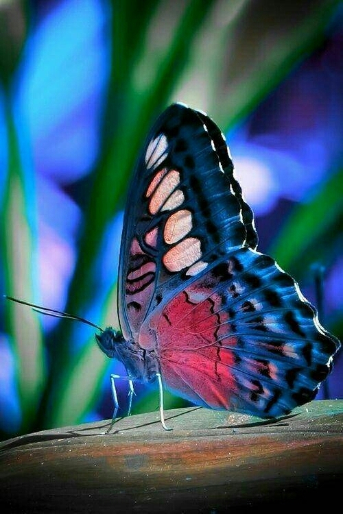 Mariposa