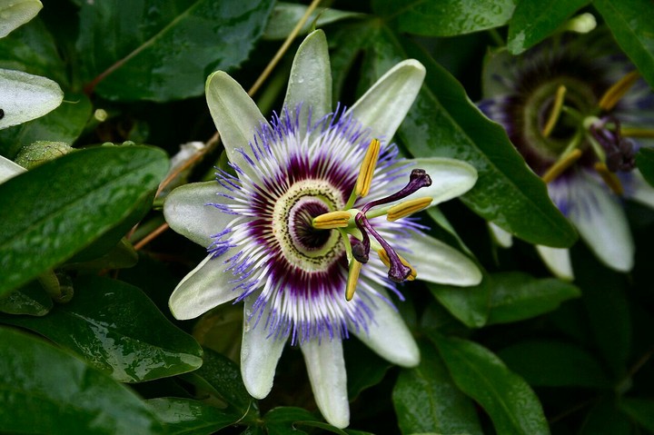 flower