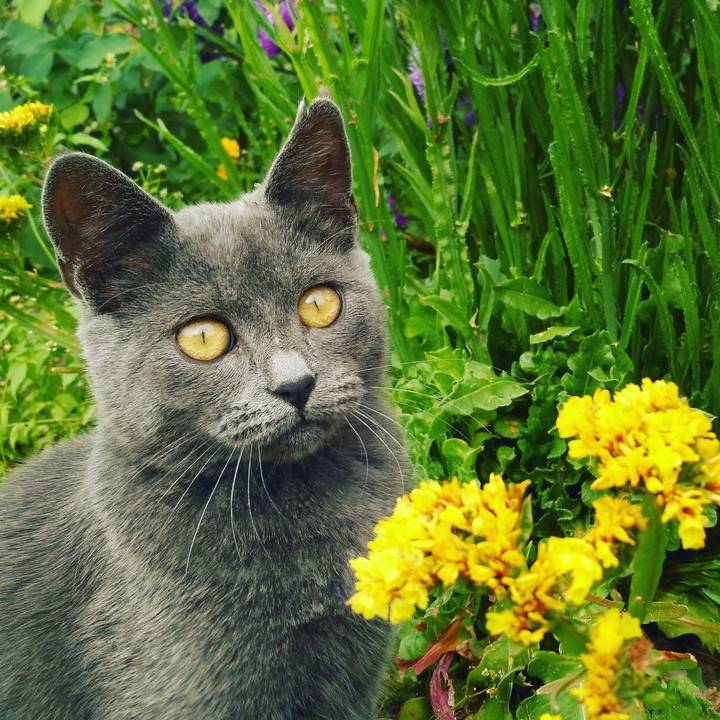 tom