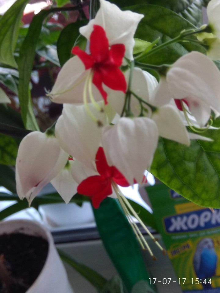 клеродендрум