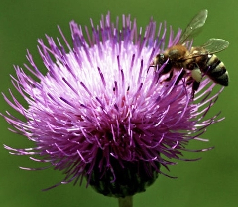 sfondi insect, petal