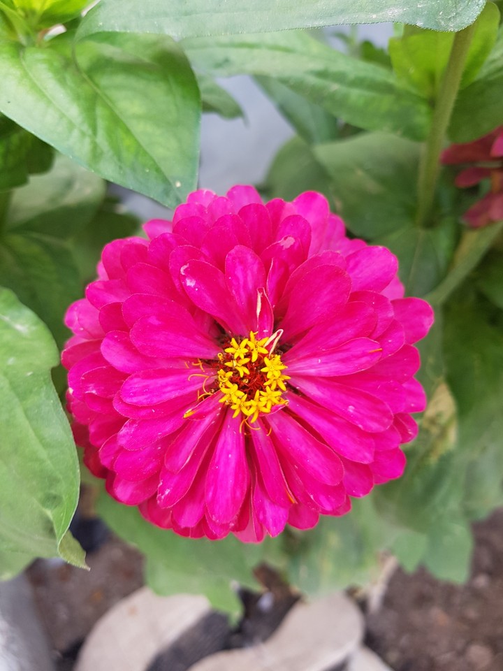 lovely flower