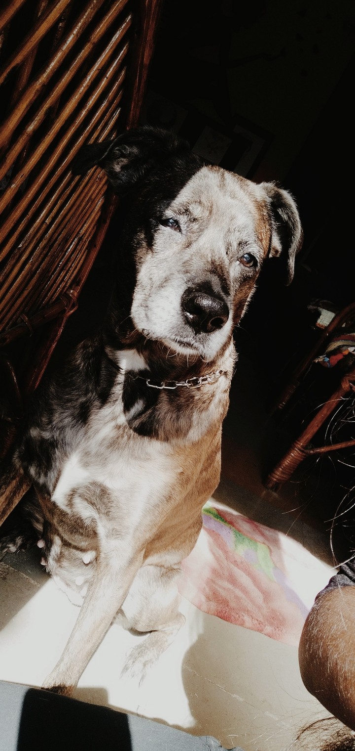 lucy