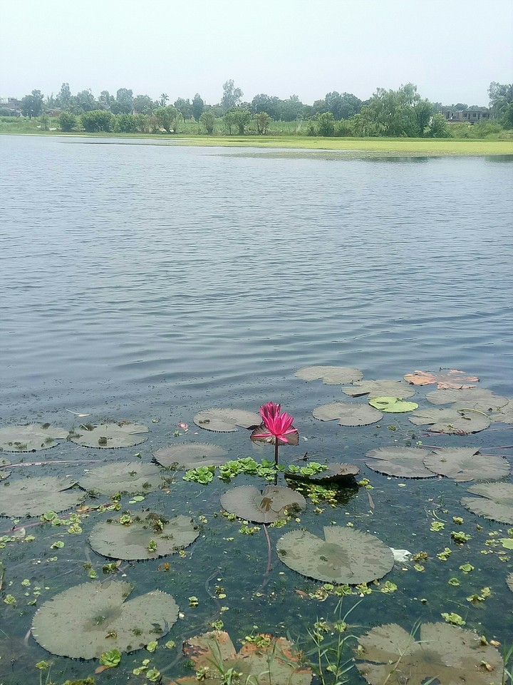 lotus @vadinge lake kolhapur india