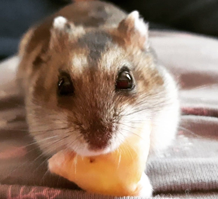 hamster