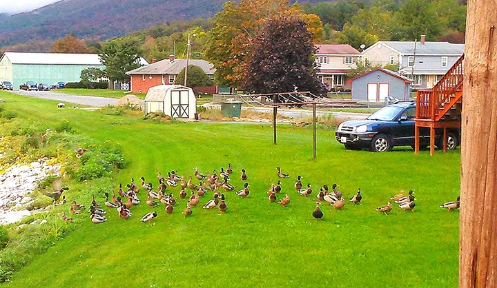 Funny Ducks