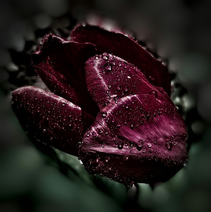 Burgundy Tulip
