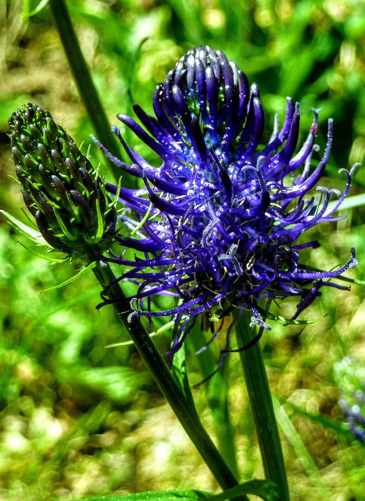 macro flowers