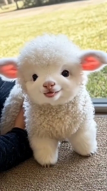 bibi