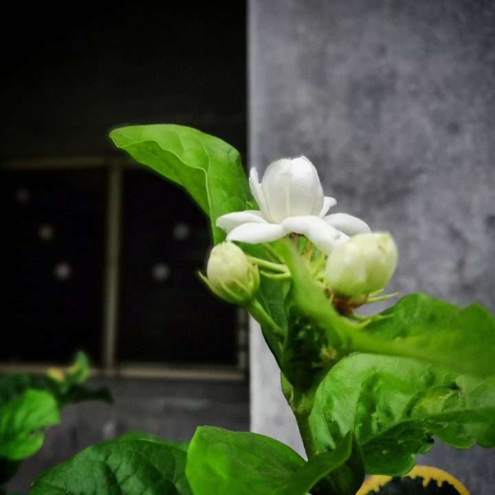 flowers beauty