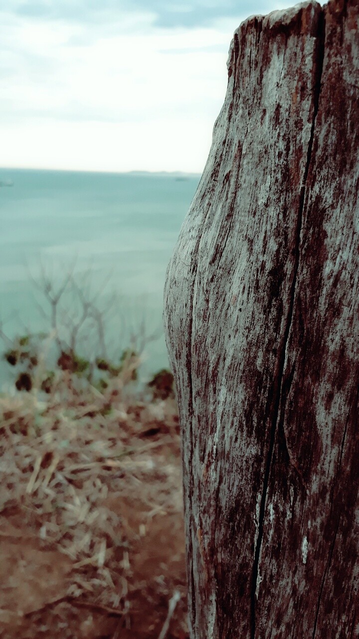 Dry tree