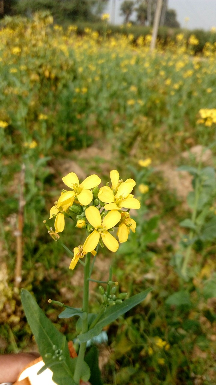 mustard flower