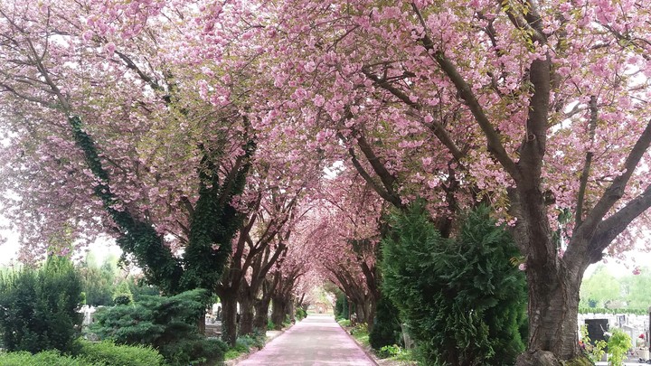 haeven's gate