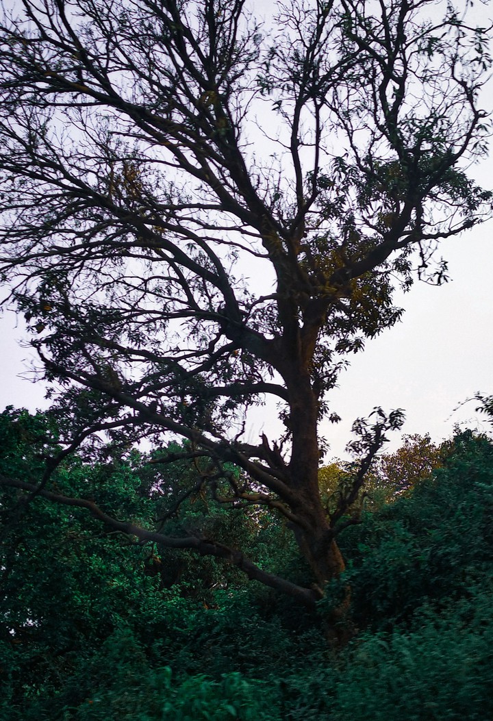 Say something to Mr. Tree !