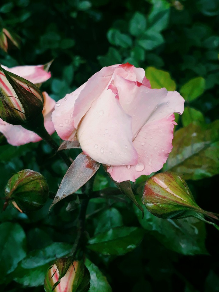 pink rose