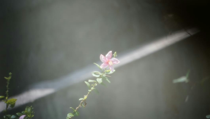 dreamy flower