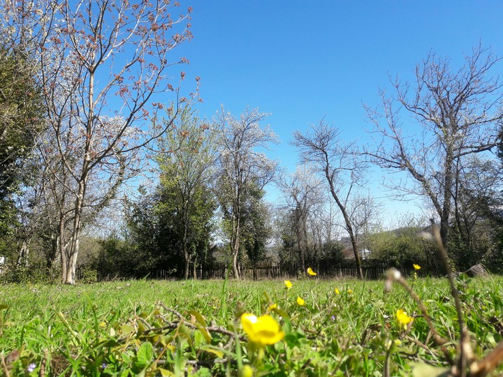 spring