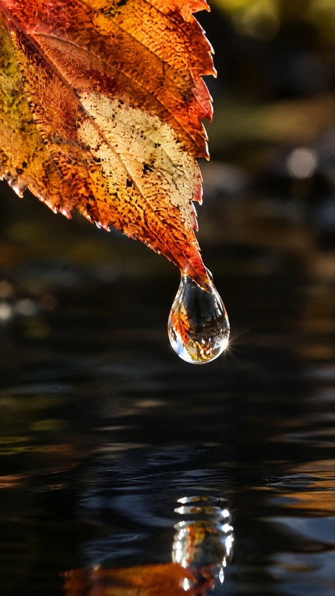 Close-up, Yellow桌布