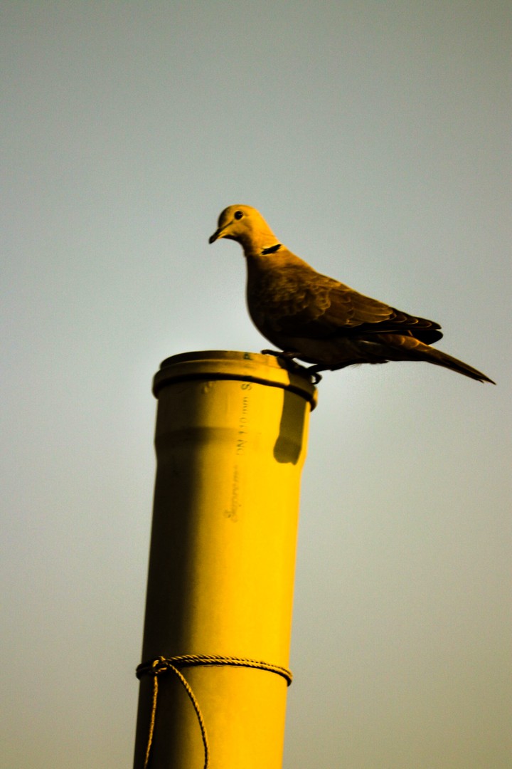 Wildlife photography best passion or profesion