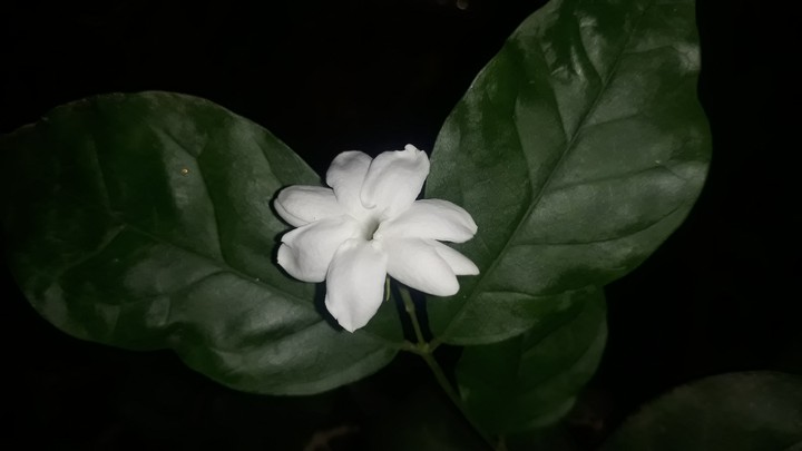Jasmine