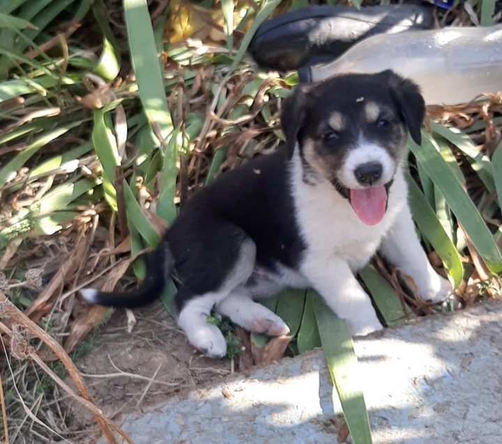 little pupy