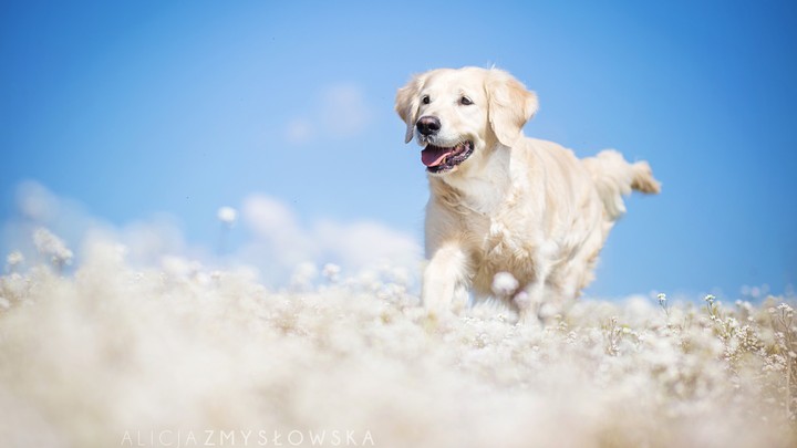 labrador dog