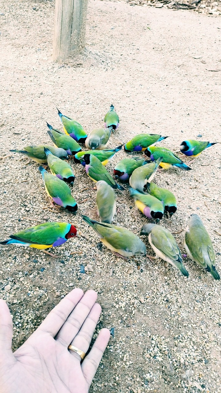 birds